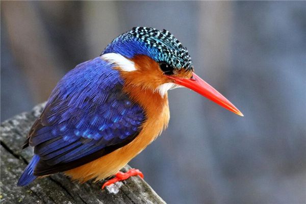 风水堂：梦见鸟的歌声梦见鸟儿