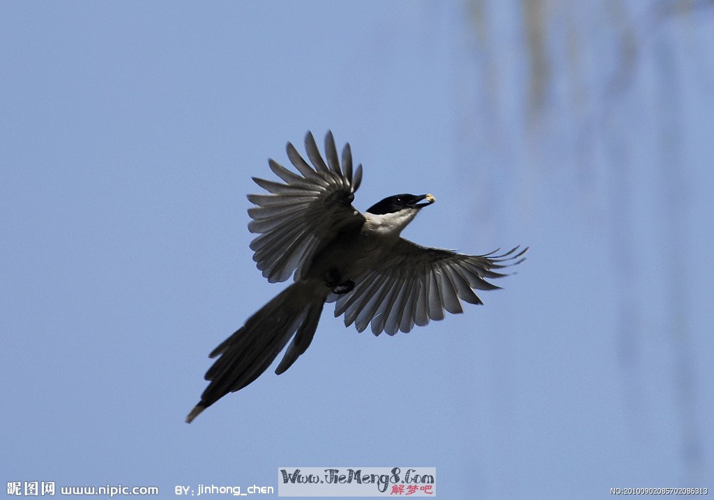 风水堂:梦见鸟的歌声梦见鸟儿(图2) 周公解梦:_解梦周公解梦大全查询_解梦周公解梦大全七星彩