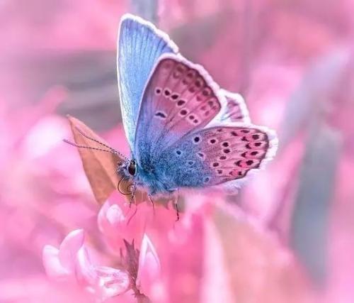 风水堂：梦见蝴蝶飞入家中当你