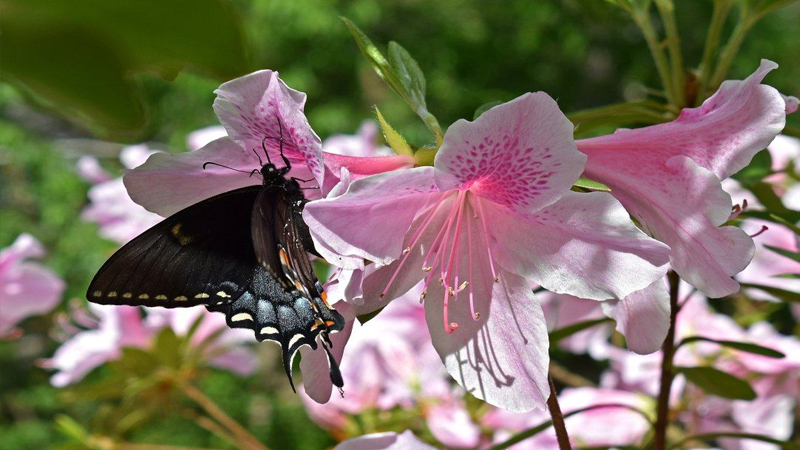风水堂:梦见蝴蝶飞入家中当你(图2) 解梦周公解梦大全七星彩_周公解梦:_解梦周公免费
