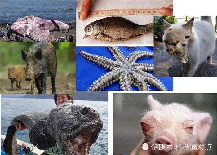 核能便会肆虐摧毁它所带来的一切——兵事网