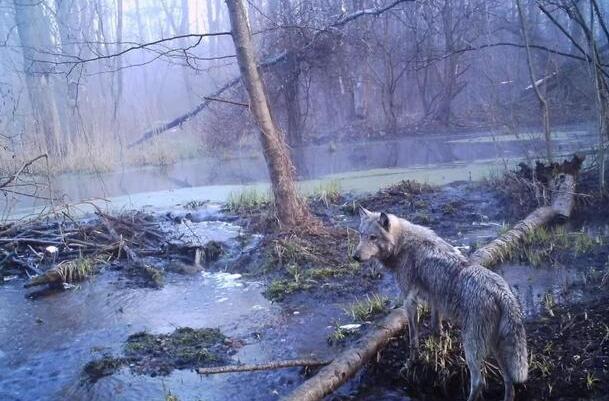 惨烈车祸现场照片_惨烈_登巴巴断腿场面惨烈