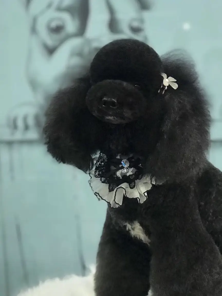 宠物美容师的技术保证我们有口饭吃