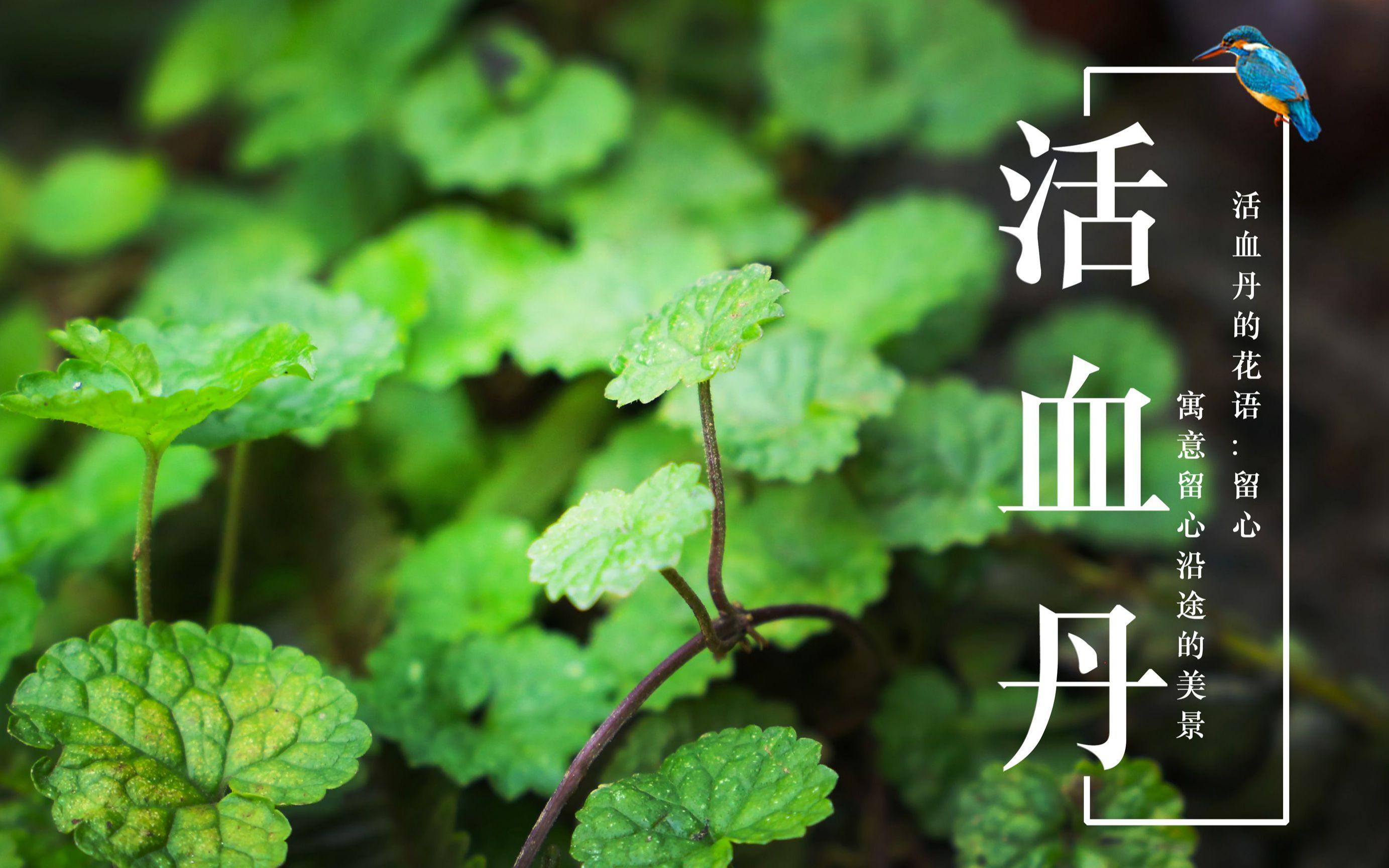 育不孕医院哪家好_不孕不育_不孕滋肾育胎丸