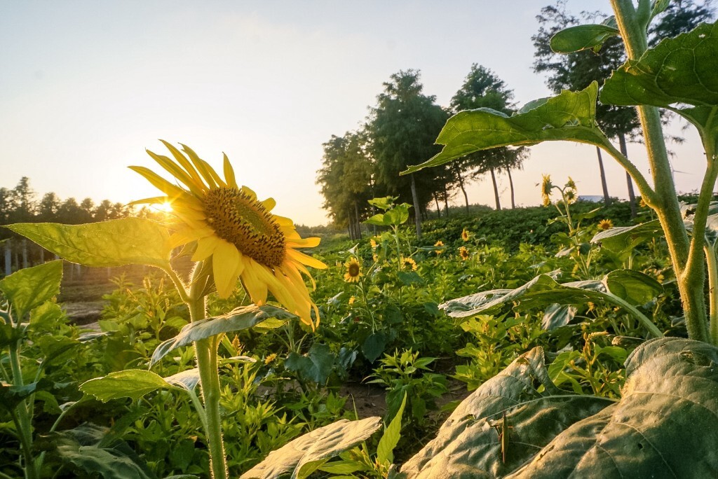 懂得的拼音_懂得：_懂得变通的议论文