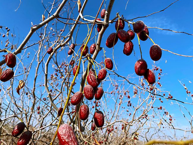 梦见红枣,财运有起伏,生活有忧愁!!(图2) 解梦周公解梦大全查询排列五_解梦周公免费_周公解梦: