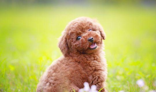 宠物寄养合同_宠物寄养店怎么开_宠物寄养