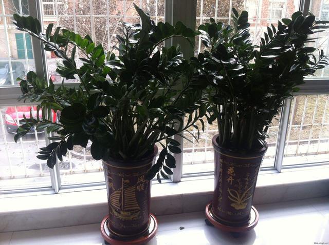 卧室的风水植物摆放禁忌，你知道吗？！！