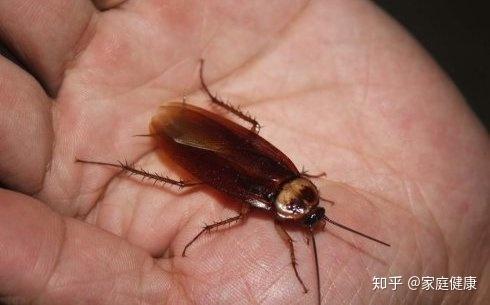 章丘用蟑螂吃垃圾卫生种群控制存疑3亿只“美洲大蠊”