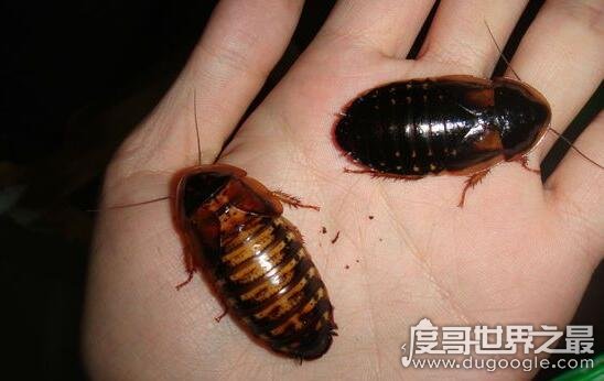 章丘用蟑螂吃垃圾卫生种群控制存疑3亿只“美洲大蠊”(图3) 餐厨_厨餐一体很后悔_厨餐一体设计