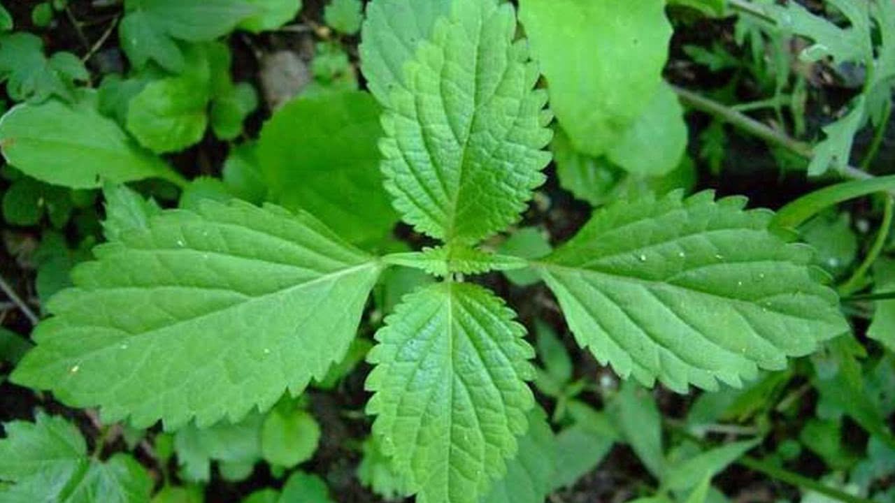 武清新伟祥:网络营销可以在八个方面发挥作用