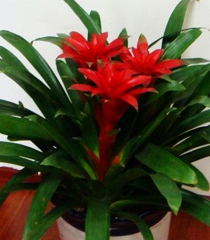 用得好的植物可以调心养性、旺宅旺丁