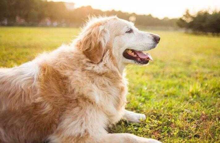 宠物医院_宠物医院连锁_宠物医院投资大概多少