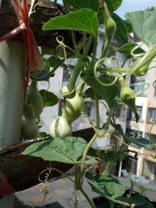 慈世堂：家里养花需要注意的风水讲究