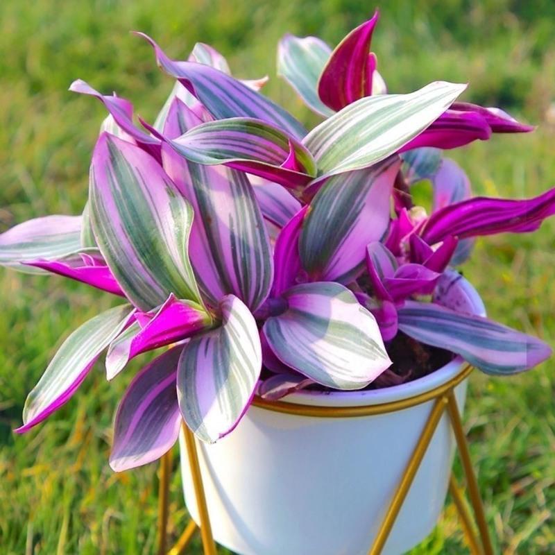 宠派养花大全:花卉植物的风水寓意和摆放姿势(图1) 植物风水_提高孩子成绩风水植物_风水植物什么最好