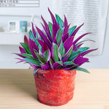 宠派养花大全:花卉植物的风水寓意和摆放姿势(图2) 风水植物什么最好_提高孩子成绩风水植物_植物风水