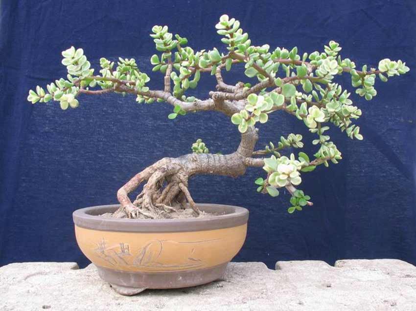 读史满庭、花木芬芳的原因——植物风水学-庭院风水(图1) 女领导办公室最旺风水植物_植物风水_风水植物什么最好