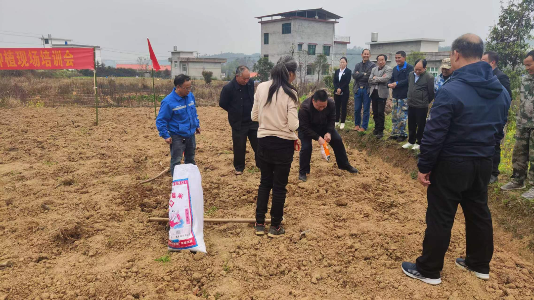 四川大豆玉米带状复合种植技术现场观摩培训会在遂宁举行
