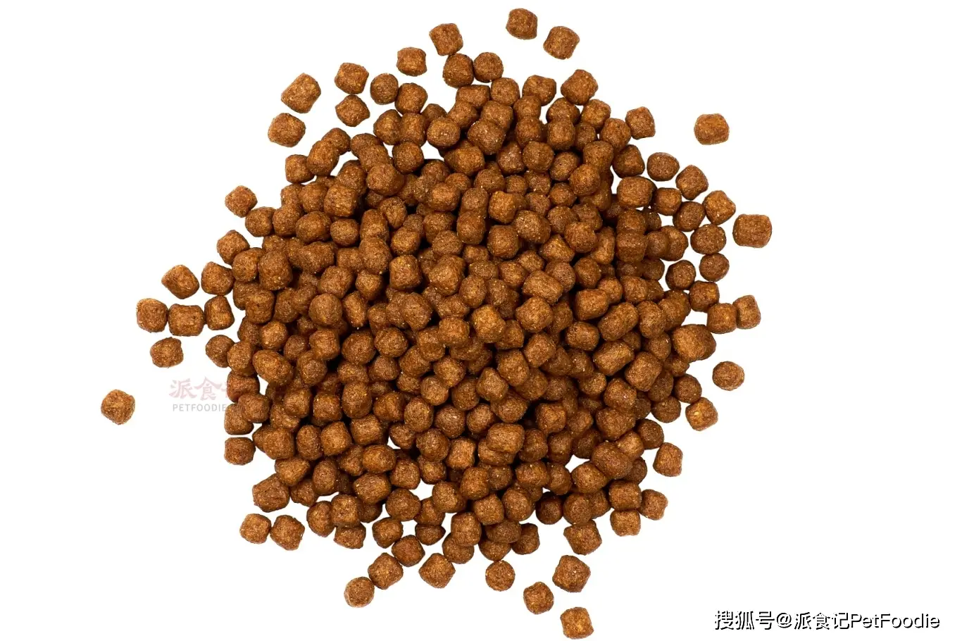 皇家宠物食品全球发布《新生犬猫及幼宠护理》