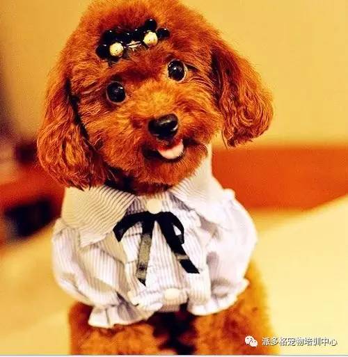 宠物美容成爱宠人士刚需施女士养了一只可爱的贵宾犬