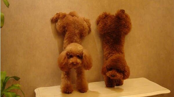 宠物美容_美容宠物师证怎么考_美容宠物师