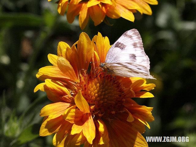 梦见死去的老婆,预示生女,十月占生男