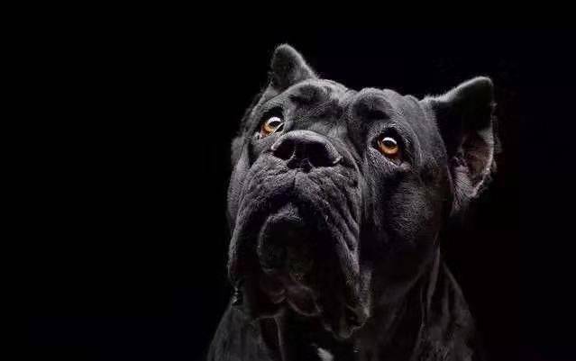 这只带着脖圈的宠物狗躺在小区门口瑟瑟发抖(图3) 宠物医院_宠物医院加盟大概要多少钱_宠物医院需要什么资质