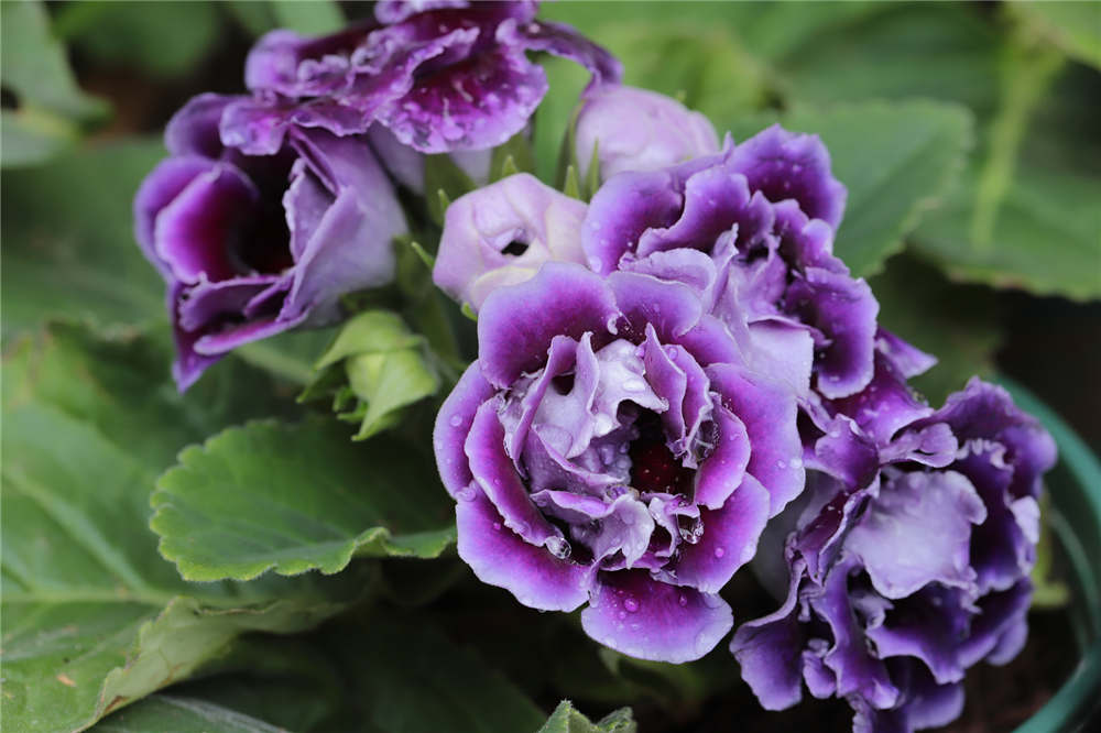 深圳4名年轻健壮的健身教练被“两打烤生蚝”放倒!