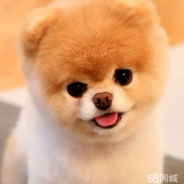 给狗狗洗澡、剪剪趾甲是个简单活，没什么技术含量