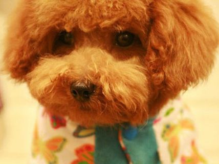 给狗狗洗澡、剪剪趾甲是个简单活,没什么技术含量(图2) 宠物美容_美容宠物店_美容宠物学校