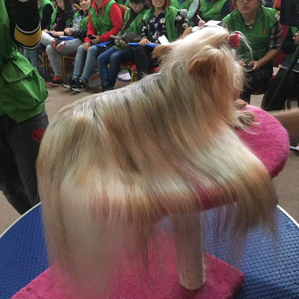 宠物美容_美容宠物学校_美容宠物店