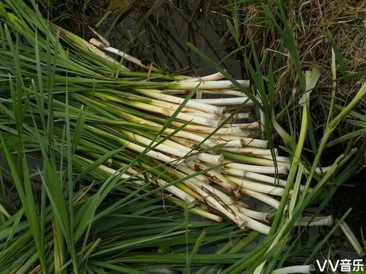 惨烈_惨烈车祸_惨烈是什么意思