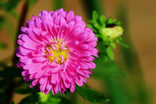 生肖_生肖传奇之十二生肖_生肖配对表