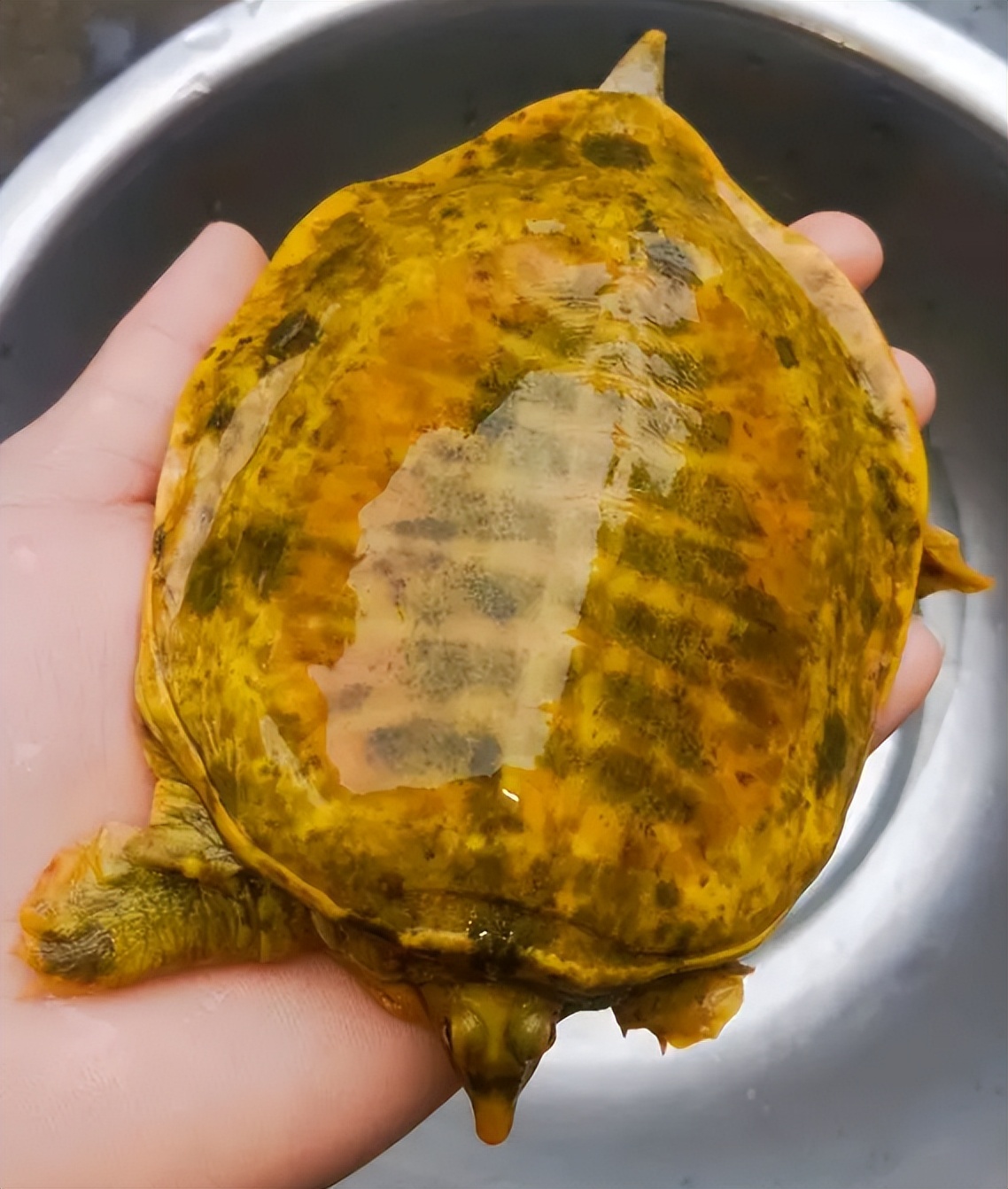 风水堂:梦见鳖甲鱼是什么意思?