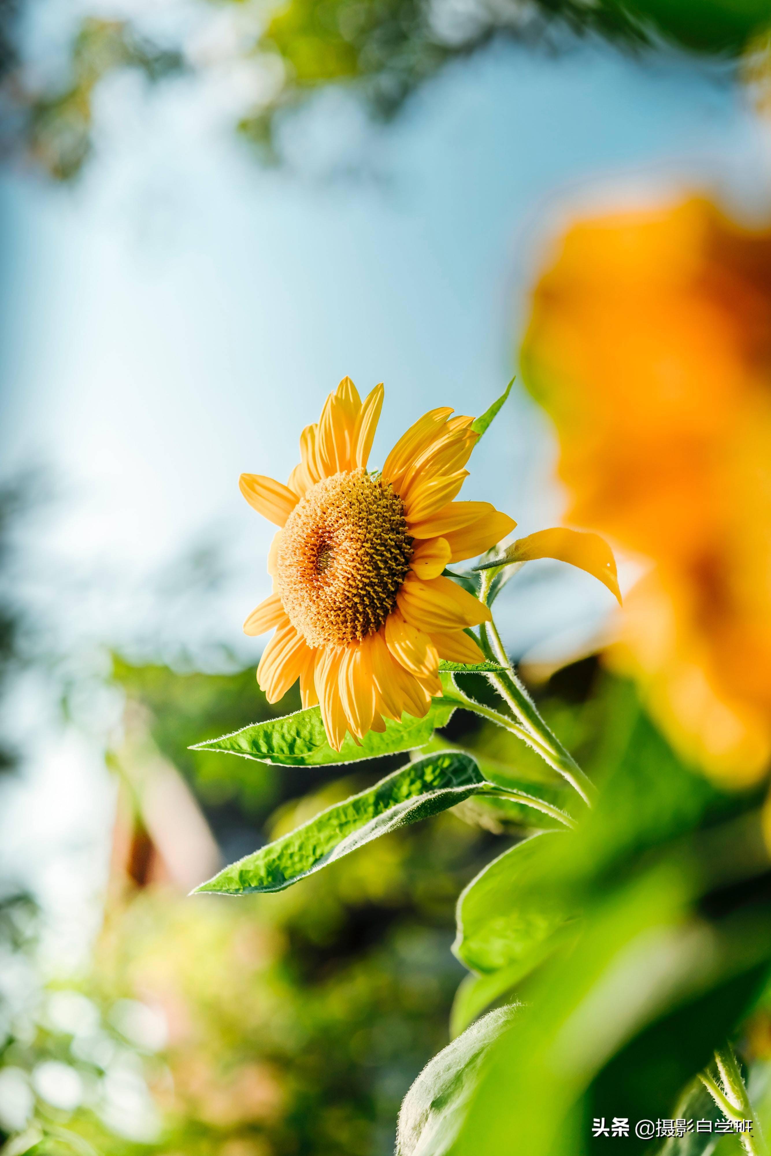 摄影_摄影摄像培训学校_摄影培训