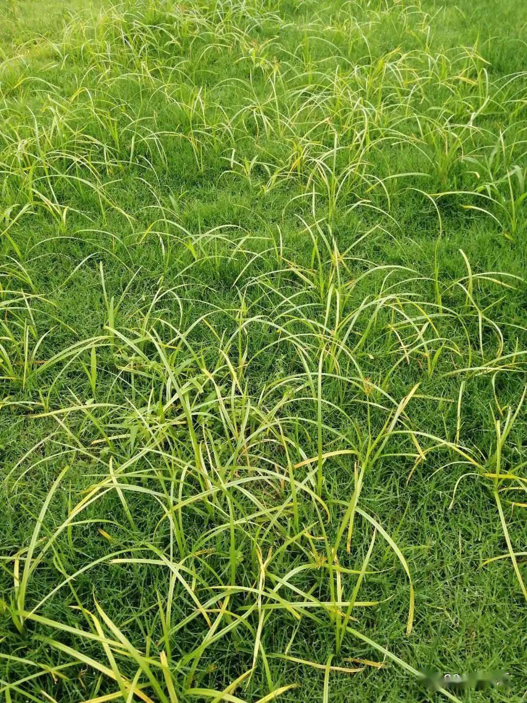 草坪喷头_草坪_草坪草籽种子