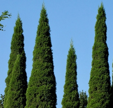 风水师重视树木花卉的风水学作用,树种选择有讲究(图3) 植物风水_适合种大门口的风水植物_风水植物最好养哪几种