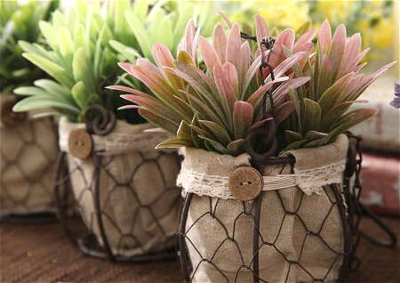 家居植物摆放风水：用得好旺宅旺丁，用不好妨碍运势