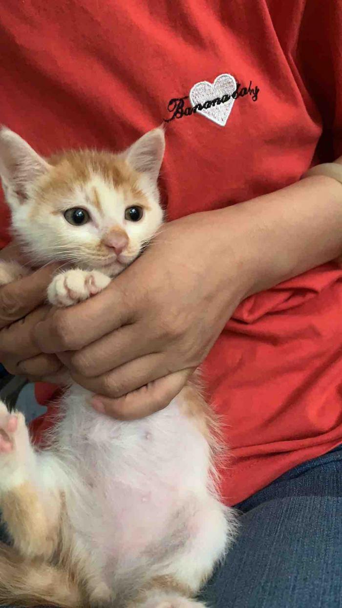 宠物医院需要什么资质_宠物医院_宠物医院加盟大概要多少钱